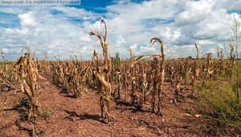 Dried up corn stalks in a dusty field