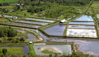 An aerial view of a shellfish hatchery