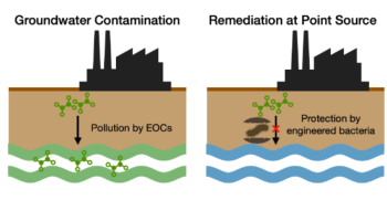 The contamination of groundwater by emerging organic contaminants with the remediation using engineered bacteria at the point source.