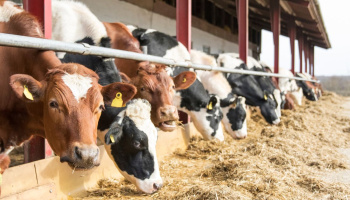 Cattle feeding outside a barn