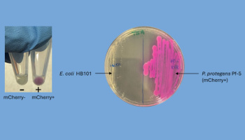 soil bacteria in a petri dish next to another photo of two vials with droplets of clear and pink liquids