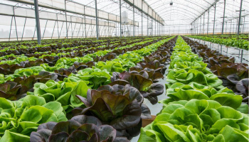 Inside a greenhouse with dark purple and bright green lettuce crops