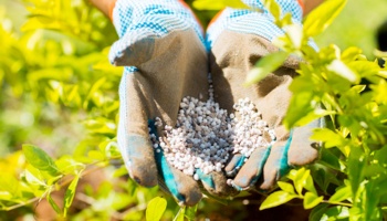 Gloved hands holding fertilizer