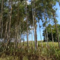 A forest with tall trees, shorter bush and a blue sky in the background