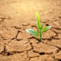 A small green plant sprouting out of dry cracked soil. 