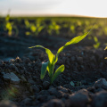 A close up of a plant growing in a field