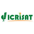 ICRISAT logo spelled out in green with wheat like crop in a check mark