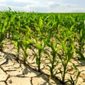 Corn growing in dry field