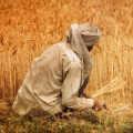 A man with an head scarf squatting picking stalks in a field of wheat 