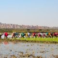 A line of people bent over picking crops in a rice field