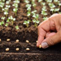 a hand planting a seed with tiny seedlings sprouting in the background